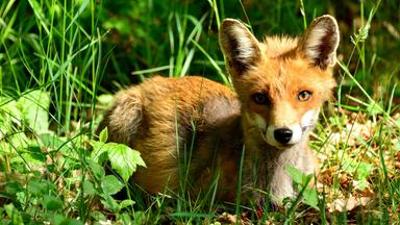 Natur: Wildes Deutschland - Die Rhön Natur: Wildes Deutschland - Die Rhön
