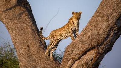 Natur: Malika jagt - Abenteuer einer Leopardin - Tierporträt