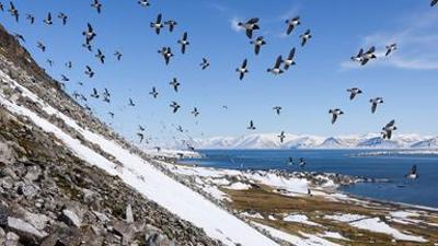Natur: Zauber der Jahreszeiten - Spitzbergen