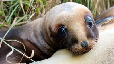 Natur: Wildes Neuseeland (2/3) - Im Reich der Extreme