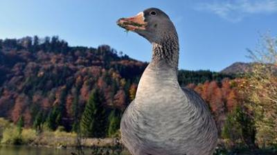 Natur: Das Almtal - Mächtige Berge, klares Wasser und faszinierende Wildtiere