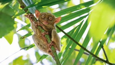 Natur: Schätze der Natur auf Bohol