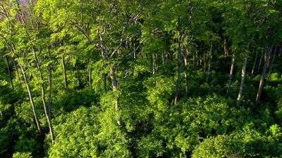 Natur: Wiener Wälder - Grüne Juwele