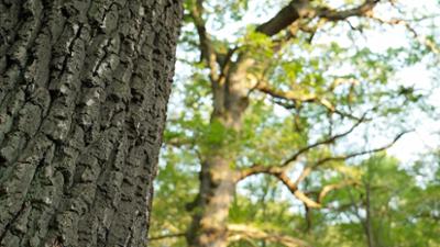 Natur: underwerk Wald - Kurzprogramm