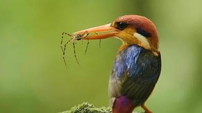 Natur: Das grüne Herz von Mumbai