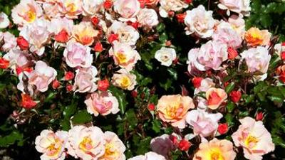 Natur: Rose - Königin der Blumen