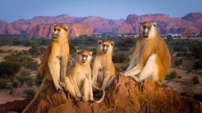Natur: Der Garten Eden der Sahara
