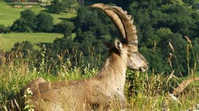 Natur: Die Sonnenberge Niederösterreichs mit Hermann Maier