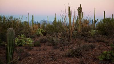 Natur: Amerikas Naturwunder - Die Saguarowüste