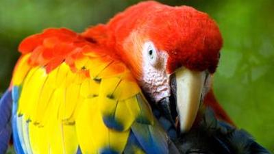 Natur: Grünes Wunder Costa Rica