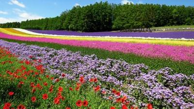Natur: Wildes Japan: Hokkaido (3/3) Natur: Wildes Japan: Hokkaido (3/3)