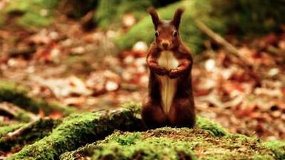 Natur: Die zauberhaften Vier