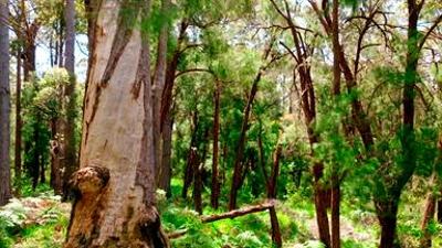 Natur: In den Feuerwäldern Westaustraliens – Die Walpole Wilderness
