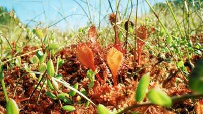 Natur: Geheimnisvolle Moorlandschaften