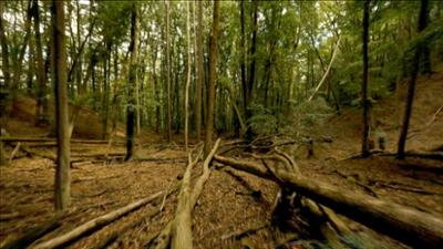 Natur: Wienerwald - Habsburgs grüne Sünde Natur: Wienerwald - Habsburgs grüne Sünde