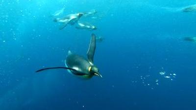 Natur: Antarktika (1/2) - Die Verwandlung des weißen Kontinents