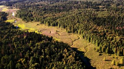 Natur: Europas Urwälder: Bialowieza - Heimat der Wisente