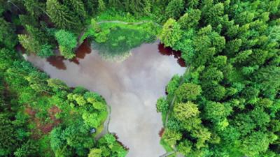 Natur: Wunderbare Waldwelt - Wie diese grünen Oasen zum Klimaschutz und zur Gesundheit beitragen