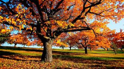 Natur: Herbstwelten