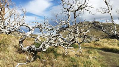 Natur: Wildes Patagonien