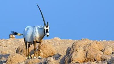 Natur: Insel der weißen Antilope - Abu Dhabis Naturoase