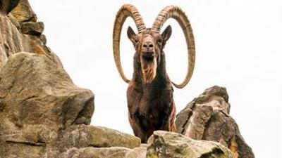 Natur: Arlberg - Wild und Weltberühmt