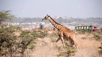 Natur: Wildes Nairobi
