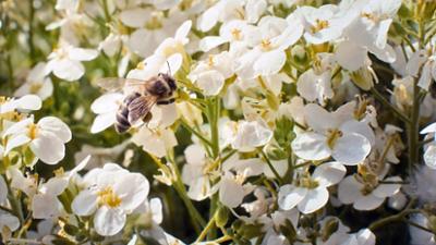 Natur: Wanderimker - Den Blüten auf der Spur