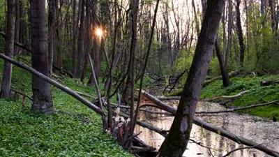 Natur: Wildnisse im Herzen Europas - Österreichs Nationalparks