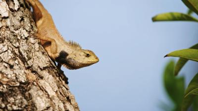 Natur: Die Rückkehr der Königsschildkröte