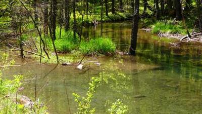 Natur: Das Geheimnis der Au