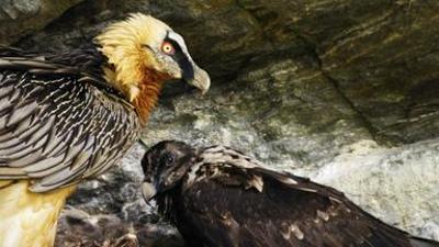 Natur: rbe Österreich - Die Nationalparks: Von den Anfängen (1/2)