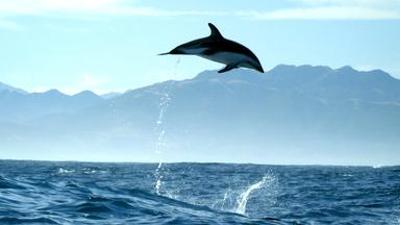 Natur: Wildes Neuseeland (1/3) - Inseln am Ende der Welt