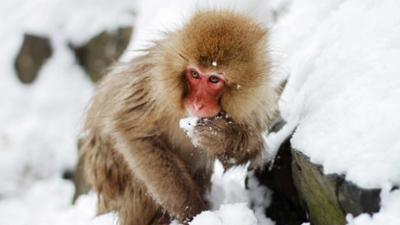Natur: Wilde Inseln: Japan Natur: Wilde Inseln: Japan