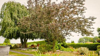 Natur im Garten: (4/10) - Gartenparadies im Waldviertel