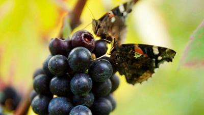 Politik und Gesellschaft: Wein am Rhein (1)