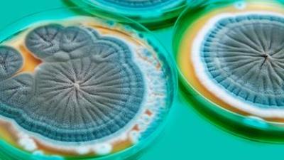 Politik und Gesellschaft: Verlorene Heilkraft - Europas fatale Penicillin-Abhängigkeit