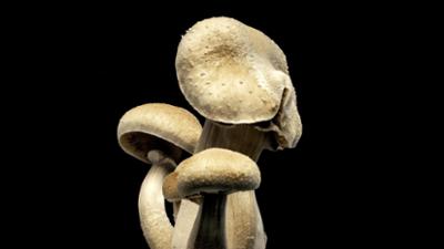 Politik und Gesellschaft: Magic Mushrooms - Zwischen Trip und Therapie