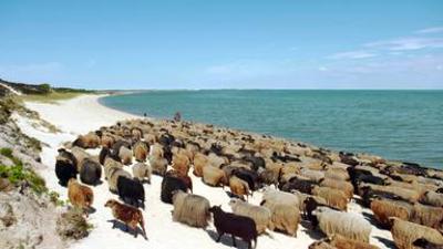 Politik und Gesellschaft: Die Schäferin von Sylt