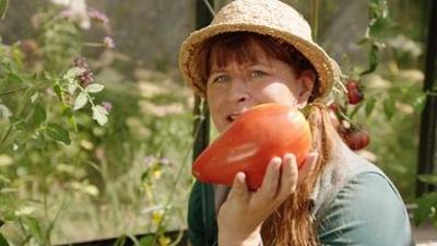Querbeet: Tomaten und Zwetschgen