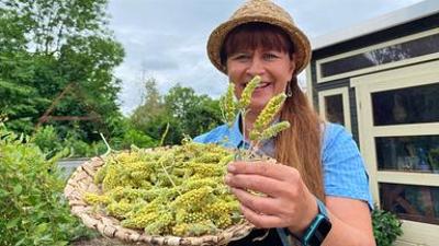 Querbeet: Griechischer Bergtee & Lavendel: Eistee aus dem Beet