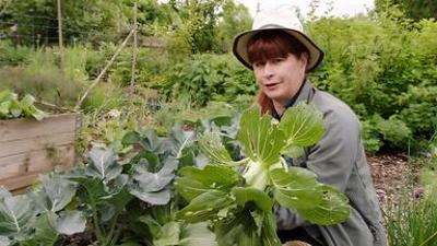 Querbeet: Pak Choi ernten und verarbeiten Querbeet: Pak Choi ernten und verarbeiten
