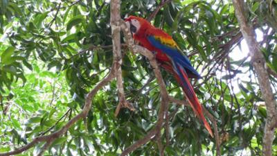 Reise: Costa Rica - Mittelamerikas grüne Schatzkammer