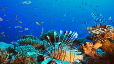 Reise: Am Great Barrier Reef