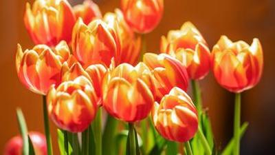 Reise: Romantisches Holland - Zwischen Tulpenpracht und Königskrone Reise: Romantisches Holland - Zwischen Tulpenpracht und Königskrone