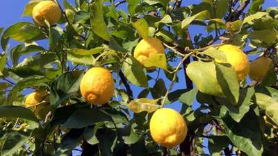 Reise: Wo die Zitronen blüh’n - Kulinarische Reise