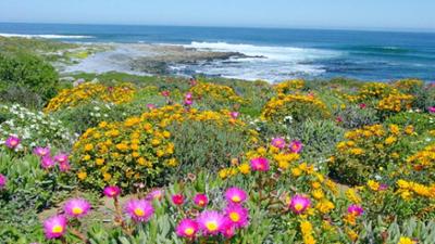 Reise: Namaqualand - Der Blumengarten Afrikas