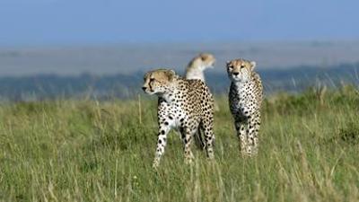 Rift Valley - Der große Graben: Im Paradies der Tiere - Teil 1 der Reihe "Rift Valley"