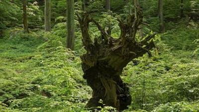 Schätze der Welt: Buchenurwälder, Deutschland - Die letzten Zeugen