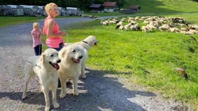 Schweizer Hundegeschichten: (1)